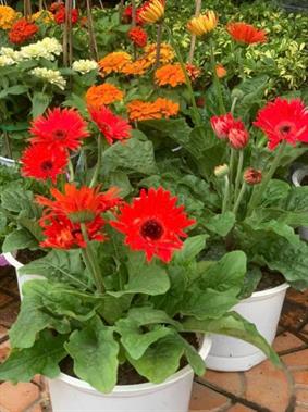 Gia sư Huỳnh thanh thùy