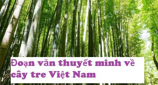 Đoạn văn thuyết minh về cây tre